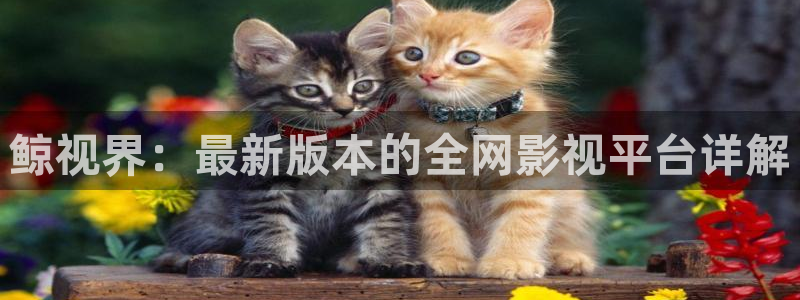 奇优影院手机极速：鲸视界：最新版本的全网影视平台详解